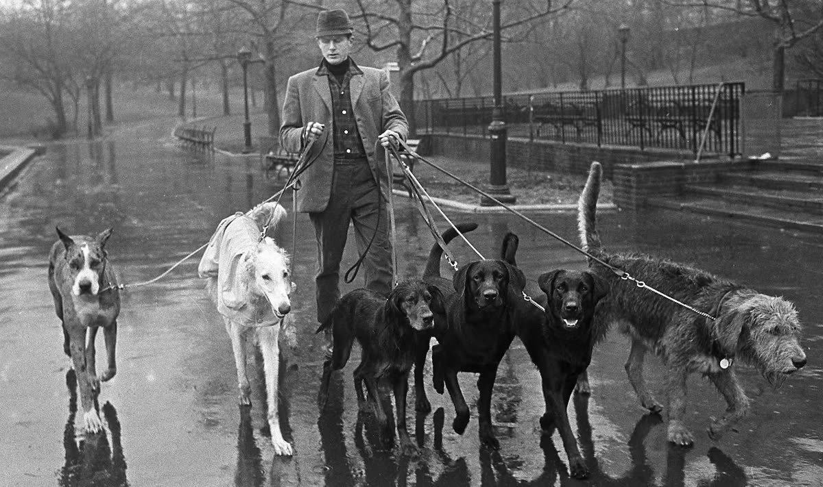 A professional dog walker walking six dogs in a park