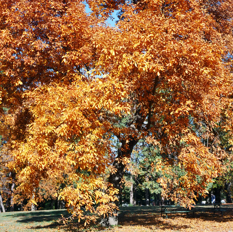 Autumn foliage at Forest Hill Park in Richmond, Virginia