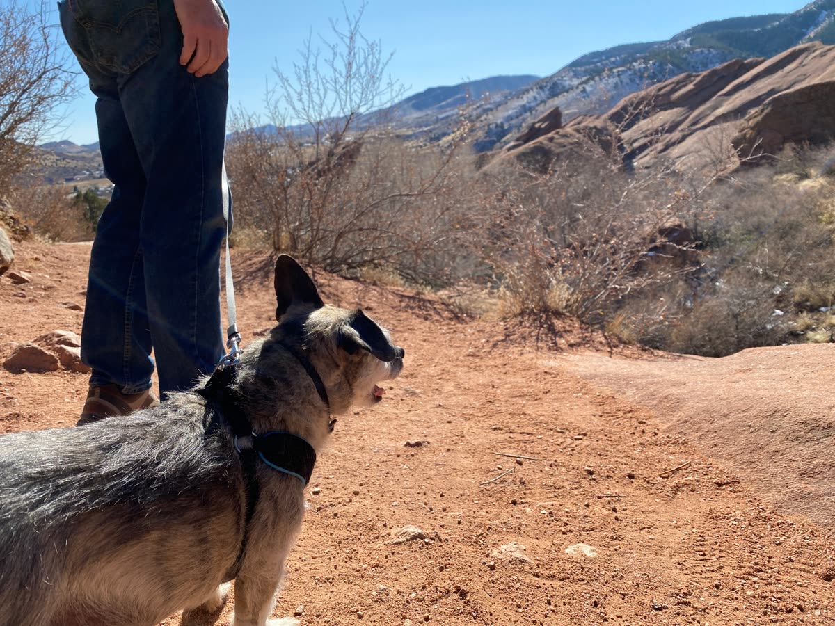 A dog walking on leash through Red Rocks Park