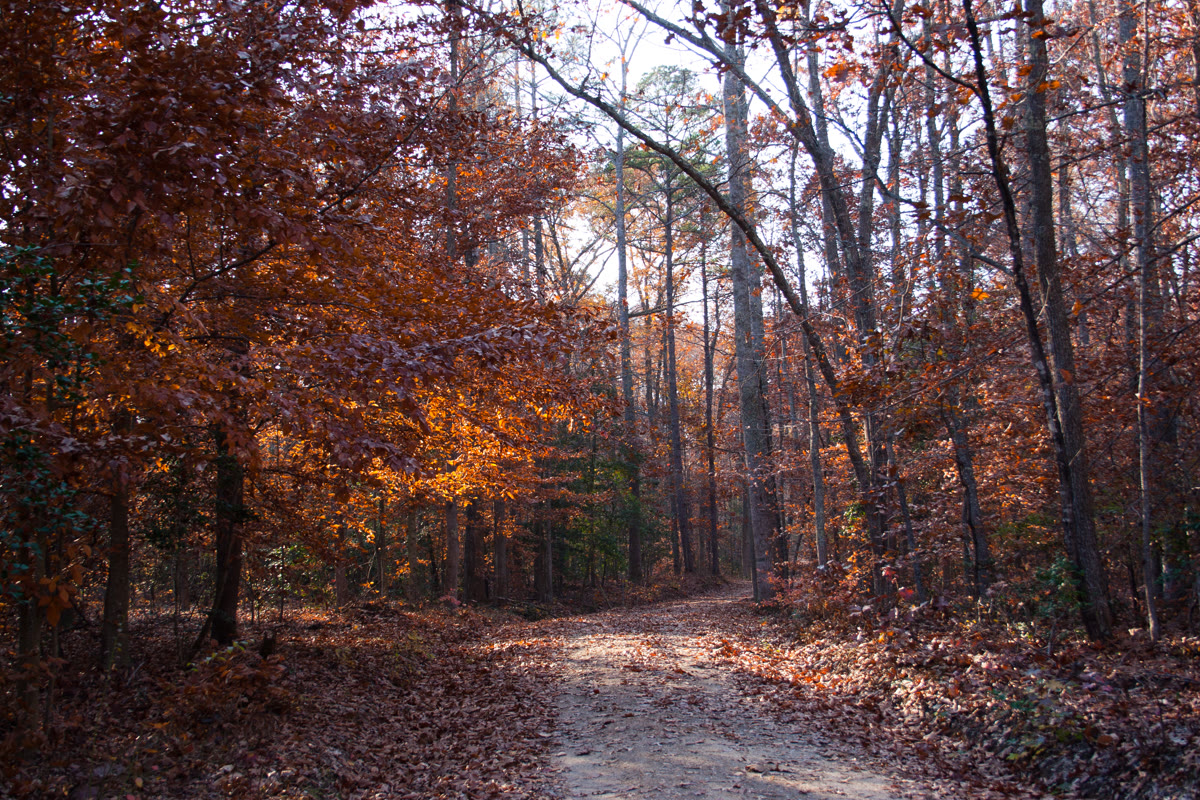 A trail surrounded by fall foliage at Pocahontas State Park in Virginia