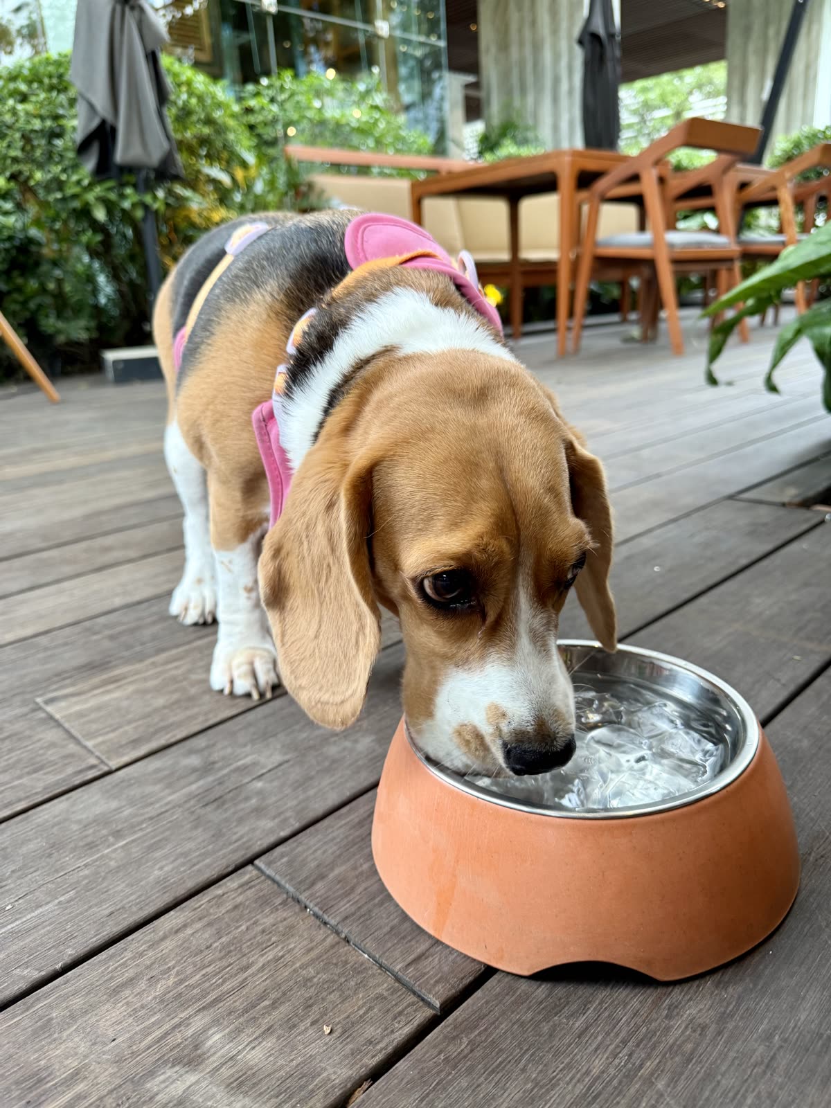 A beagle drinking water from a bowl on a warm day