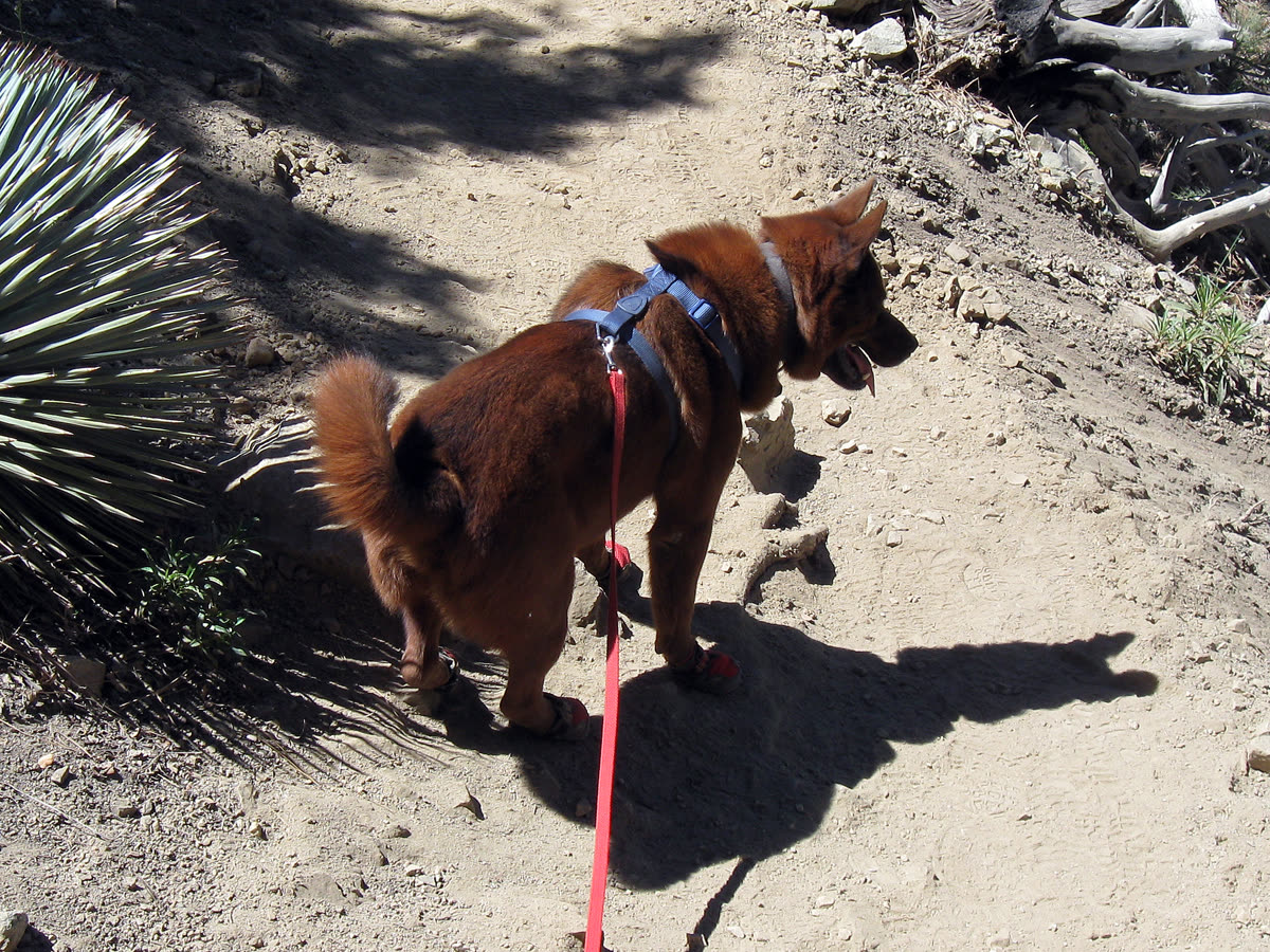A dog wearing hiking booties on a mountain trail