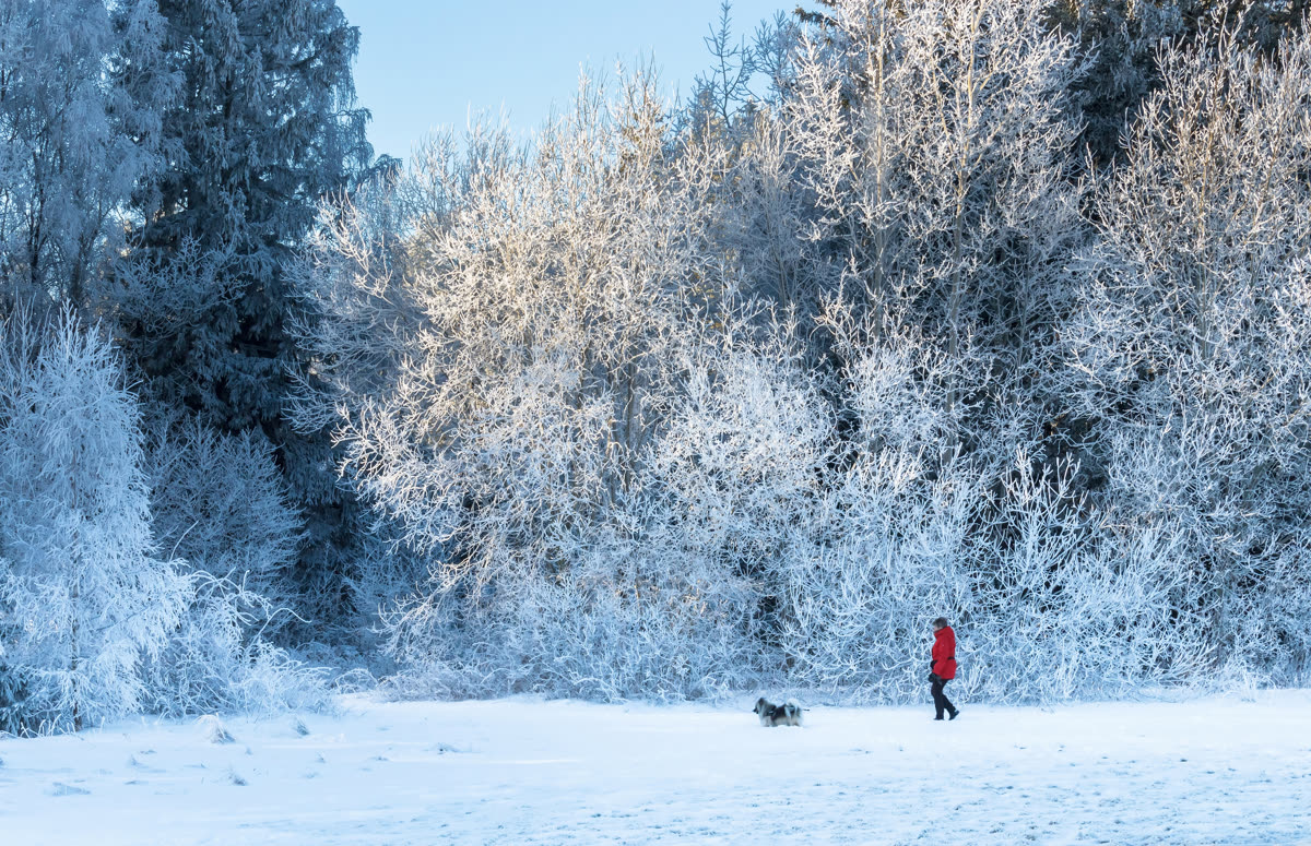 A woman walking her dog on a snowy hiking trail in winter